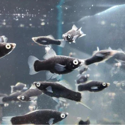 Swordtail Black Berlin