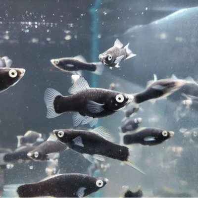 Swordtail Black Berlin
