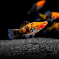 Swordtail Tri-Color (Sanke) - 5cm
