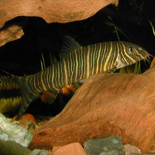 Tiger Loach - L
