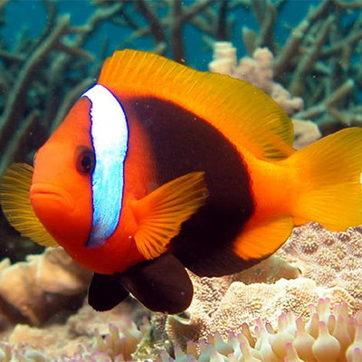 Teak Clown
