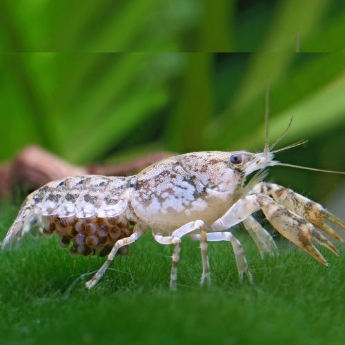 Texanus Dwarf Crayfish - 2cm