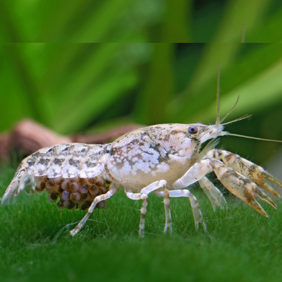 Texanus Dwarf Crayfish - 2cm
