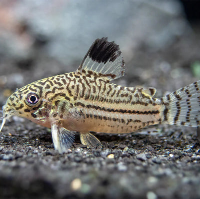 Trilineatus Cory - 2.5cm