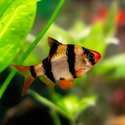 Tiger Barb