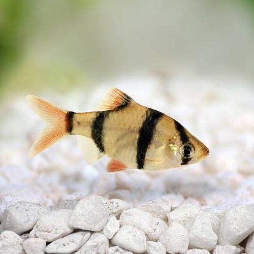 Tiger Barb Sumatra - 3cm