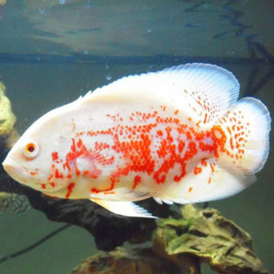 Tiger Oscar Albino - 10cm