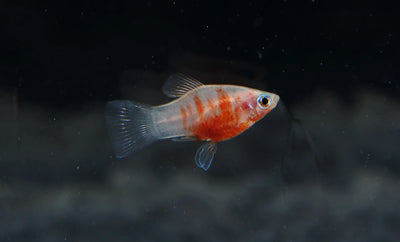 Platy Tiger