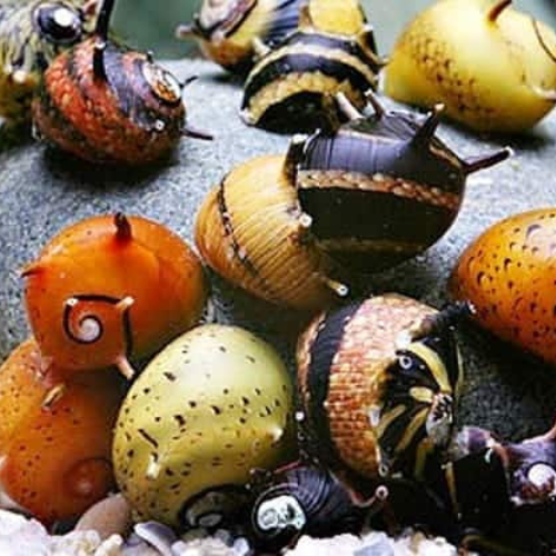 Tricolor Horn Snail - 1cm