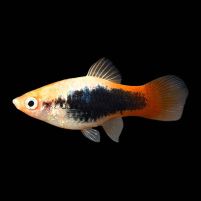 Platy Fire Tuxedo - L
