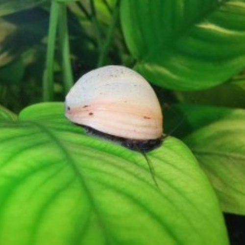 White Helmet Snail