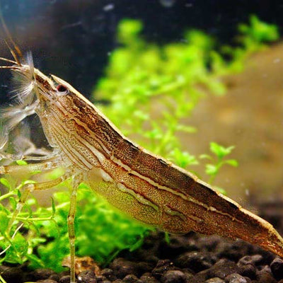 Wood Shrimp