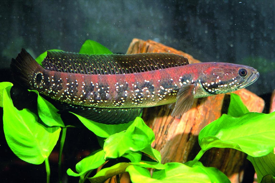 Channa Asiatica - 10-12CM