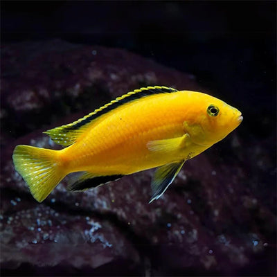 Lemon Mbuna Cichlid - 4"