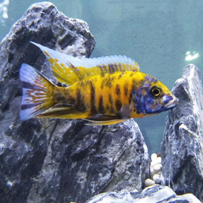 Yellow OB Peacock Cichlid - 4"