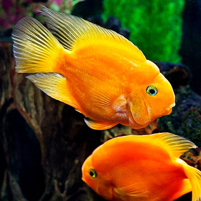 Parrot Fish