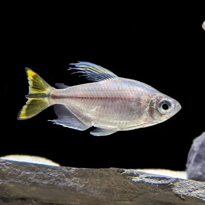 Yellow Tail Congo Tetra