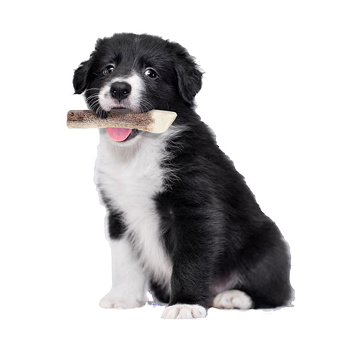 Natural Deer Antler for Puppy