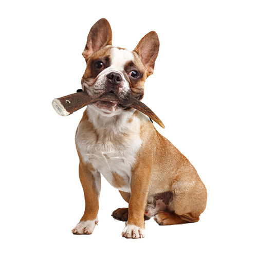 Natural Deer Antler Hard for Dogs Under 15Kg