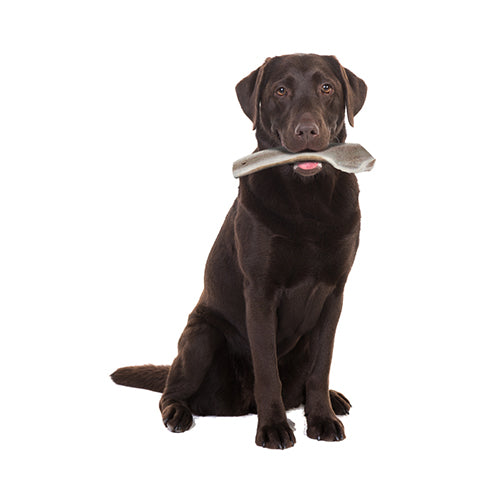 Natural Deer Antler Easy for Dogs Under 20Kg