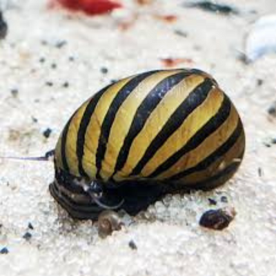 Zebra Snail - 2cm