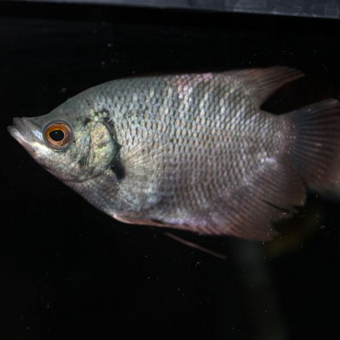 Giant Gourami