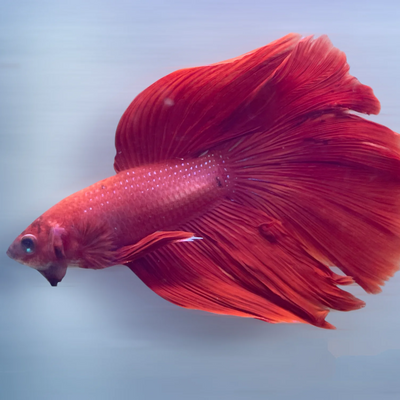 Betta Rosetail Male - L
