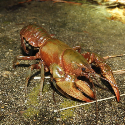 Devil Red Claw Crayfish - 5cm