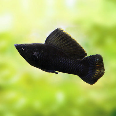Sailfin Black Molly - 4cm