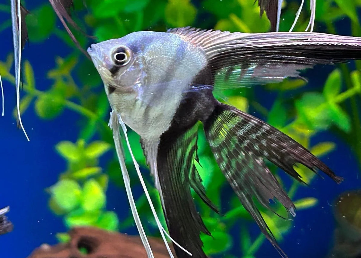 Black and White Angel Fish - S