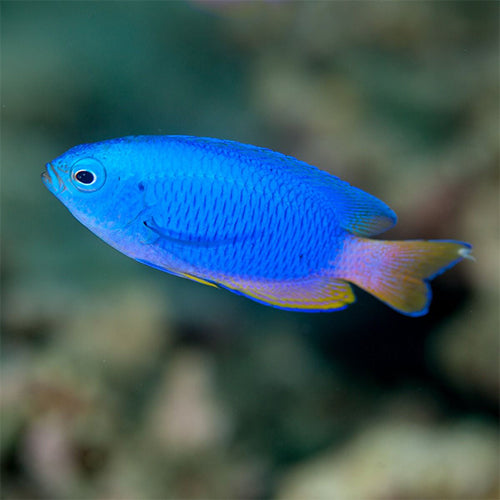 Blue Damsel