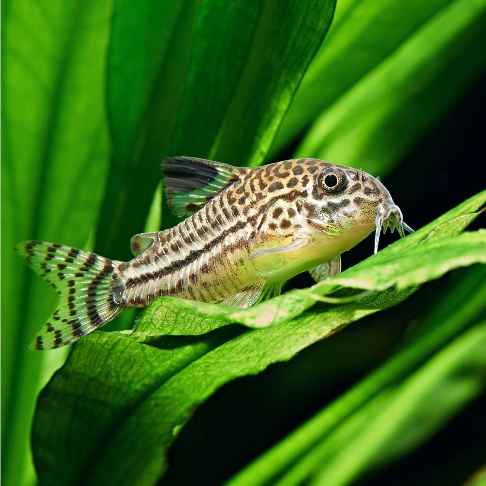 Leopard Corydoras - 2.8cm