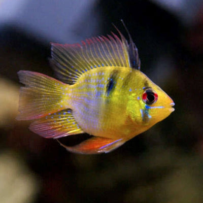 German Balloon Ramirezi - L