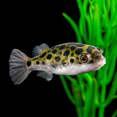 Green Puffer