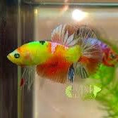 Betta Glow Nemo Male - L