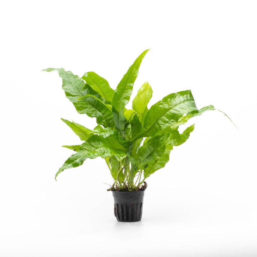 Microsorium Pteropus Grand Leaf