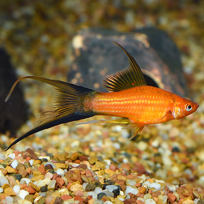 Swordtail Red Lyre Tail - L