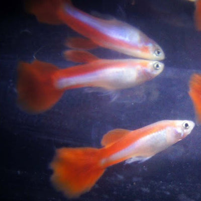 Guppy Miracle Red Queen - L