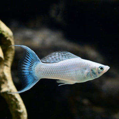 Molly Velvet Lyretail - L