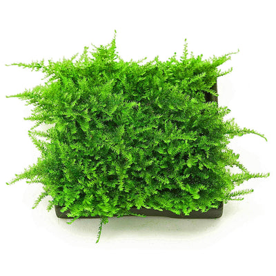 Vesicularia Christmas