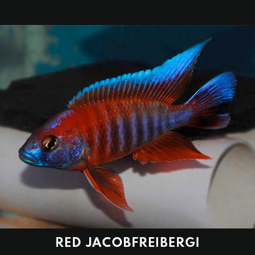 Red Jacobfreibergi