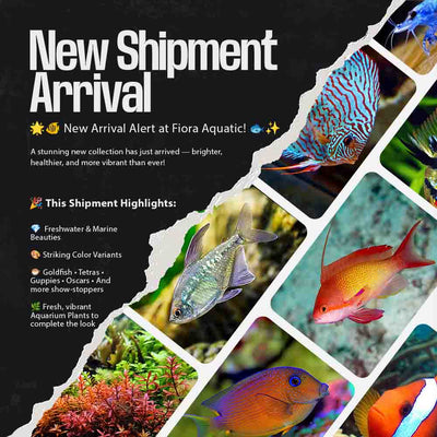 New Shipment Arrival