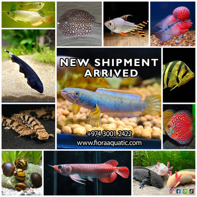 New Shipment Arrival
