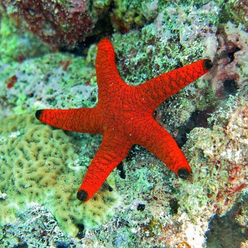 Star Fish – Fiora Aquatic