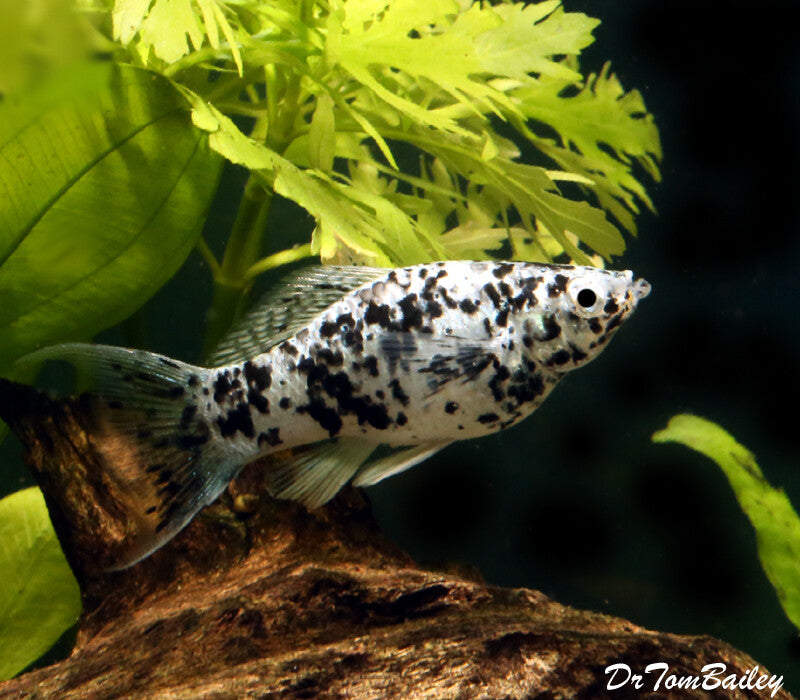 Molly Dalmatian Lyretail - L