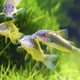 Assorted Corydoras - 2.5cm