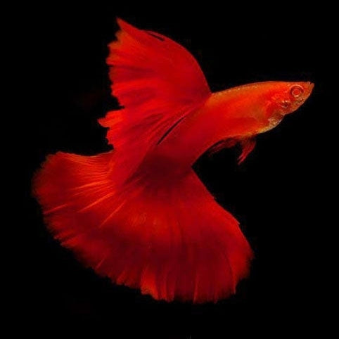 Guppy Red Blond High Fin Ribbon - L
