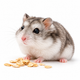 Dwarf Hamster – Small Pet Rodent