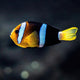 2 Striped Clown