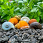 Mystery Snails (Mixed Color)